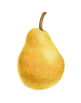 Ripe pear, watercolor, hand drawn, isolated on white background