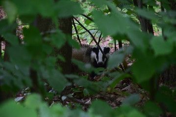 Badger (Meles meles) - Kurpie (Poland)
