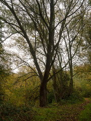 Fototapeta na wymiar beautiful large tall trees green outside path landscape nature autumn
