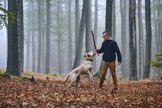 do dogs like when we throw sticks