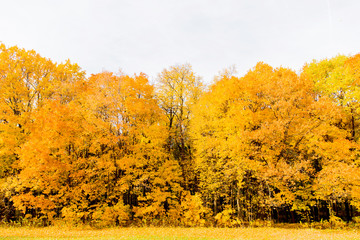 Fototapeta premium Autumnyellow forest. Sunny landscape of yellow park. Bright orange trees. Maple