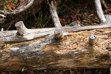 Katrin Salzkammergut Walking