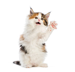 Maine coon kitten, 8 weeks old, reaching out in front of white b