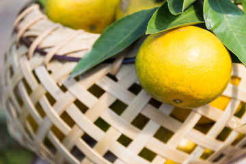 秋の味覚みかん