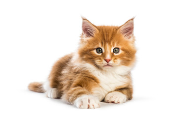 Naklejka na ściany i meble Maine coon kitten, 8 weeks old, in front of white background