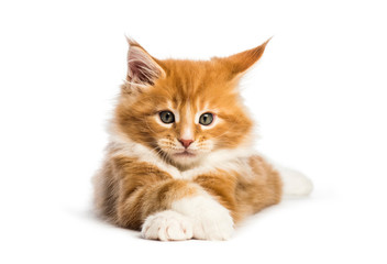 Maine coon kitten, 8 weeks old, in front of white background