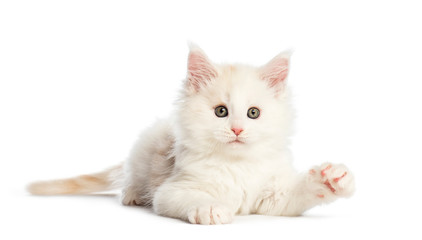 Maine coon kitten, 8 weeks old, in front of white background