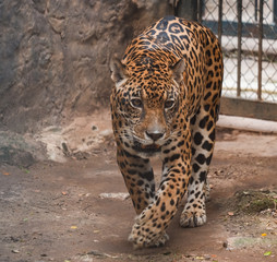 Leopard portrait walk in the cage