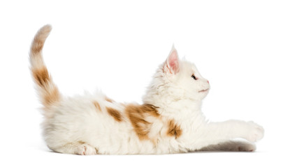 Maine coon kitten, 8 weeks old, in front of white background