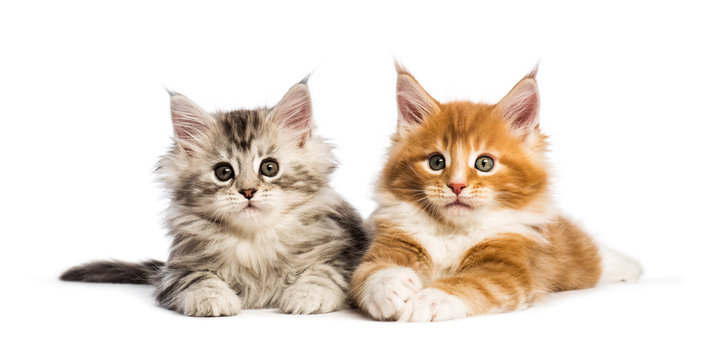 Maine coon kittens, 8 weeks old, lying together, in front of white background