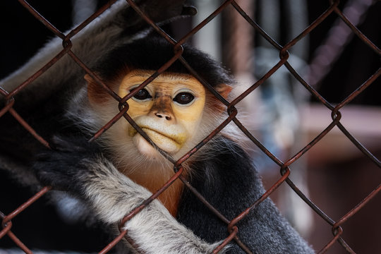Close-up of monkey face in animal cage feeling Bored in zoo,Bangkok thailand