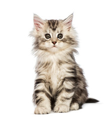 Maine coon kitten, 8 weeks old, in front of white background