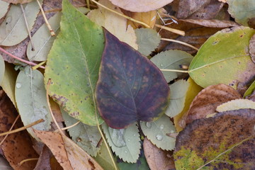 dark leaf late autumn