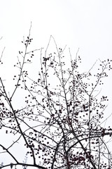 micro apples. raenet