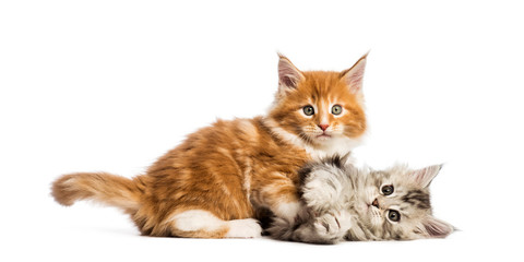 Obraz premium Maine coon kittens, 8 weeks old, lying together, in front of white background