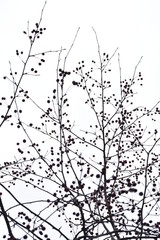 micro apples. raenet