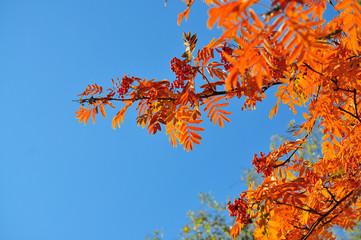 Time of leaf fall - bright leaves on branches.