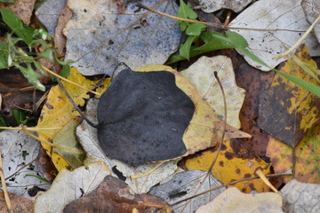 dark leaf late autumn