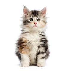 Maine coon kitten, 8 weeks old, in front of white background