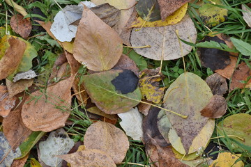 dark leaf and unusual foliage