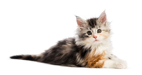 Maine coon kitten, 8 weeks old, in front of white background