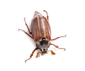 Summer chafer or European june beetle, Amphimallon solstitiale,
