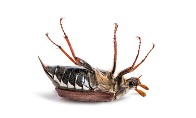 Summer chafer or European june beetle, Amphimallon solstitiale,