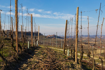Obraz premium Langhe invernal view and grapevine