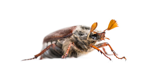 Summer chafer or European june beetle, Amphimallon solstitiale,