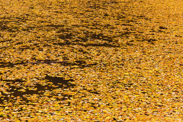 Lake with falling yellow leaves. Beautiful autumn forest