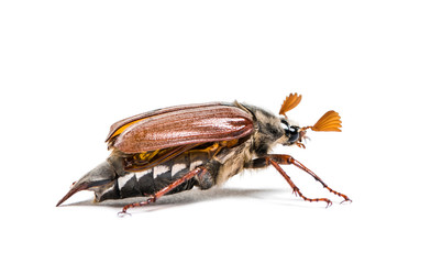 Summer chafer or European june beetle, Amphimallon solstitiale,