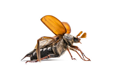 Summer chafer or European june beetle, Amphimallon solstitiale,
