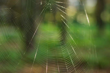 soft focus bright concept shot of spider web in park outdoor nature unfocused background environment