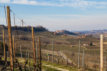Langhe invernal view and  grapevine