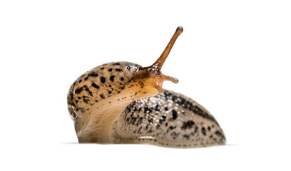 Limax maximus, literally, 'biggest slug', known by the common na