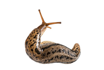 Limax maximus, literally, 'biggest slug', known by the common names great grey slug and leopard slug, in front of white background - obrazy, fototapety, plakaty