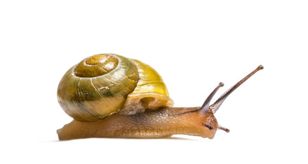 grove snail or brown-lipped snail, Cepaea nemoralis, in front of