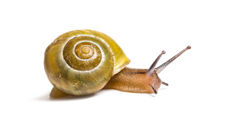 grove snail or brown-lipped snail, Cepaea nemoralis, in front of © Eric Isselée