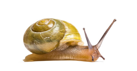 grove snail or brown-lipped snail, Cepaea nemoralis, in front of
