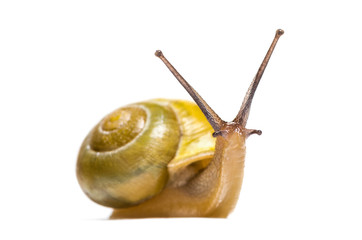grove snail or brown-lipped snail, Cepaea nemoralis, in front of