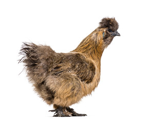 Fototapeta premium Silkie, sometimes spelled Silky, breed of chicken known for it's
