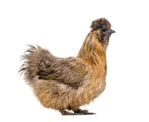 Silkie, sometimes spelled Silky, breed of chicken known for it's
