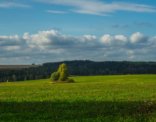 Birch island in the field in early autumn