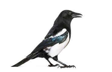 Obraz premium Common Magpie, Pica pica, in front of white background