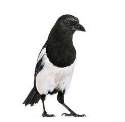 Common Magpie, Pica pica, in front of white background