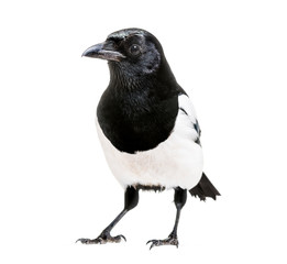 Common Magpie, Pica pica, in front of white background
