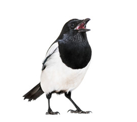 Common Magpie, Pica pica, in front of white background