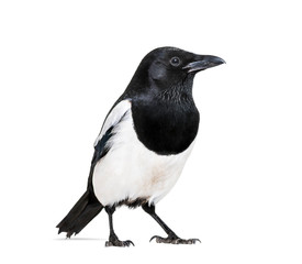Fototapeta premium Common Magpie, Pica pica, in front of white background