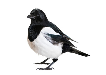 Common Magpie, Pica pica, in front of white background