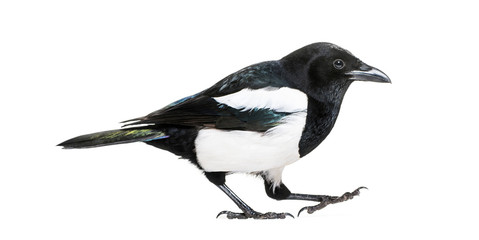 Common Magpie, Pica pica, in front of white background